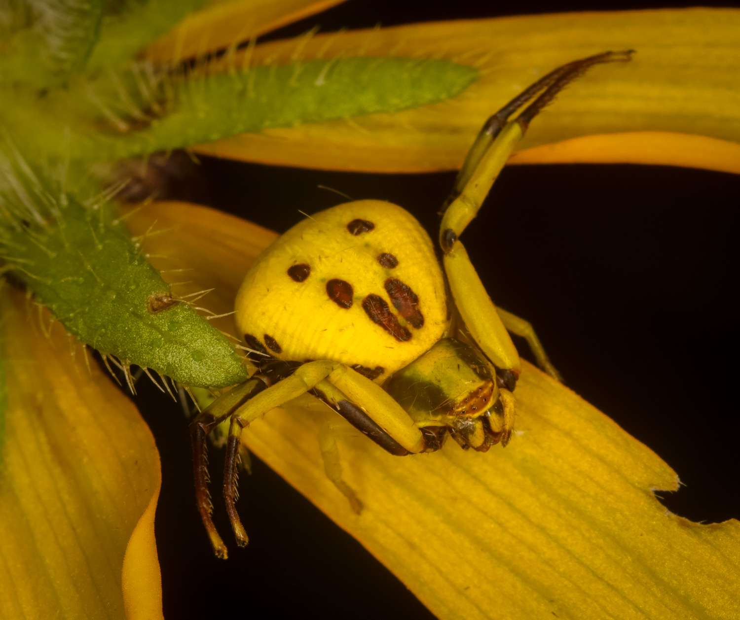 Student in vivarium