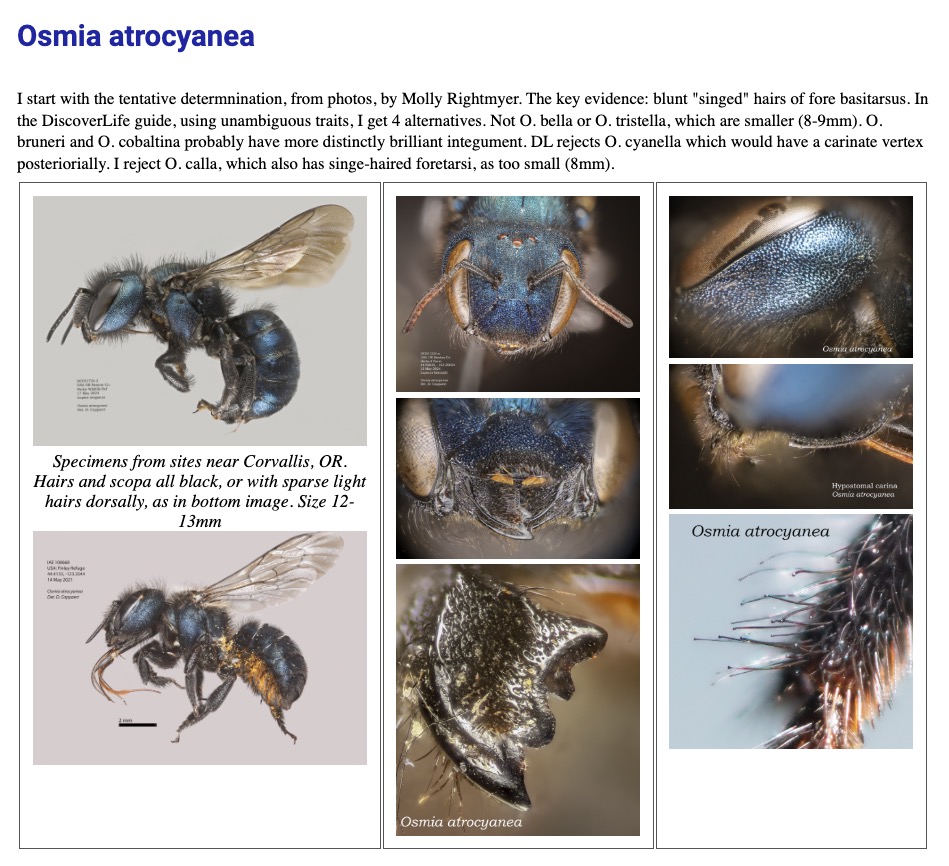 Cicada killer