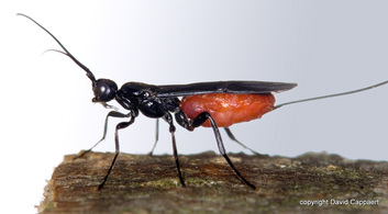 Cicada killer